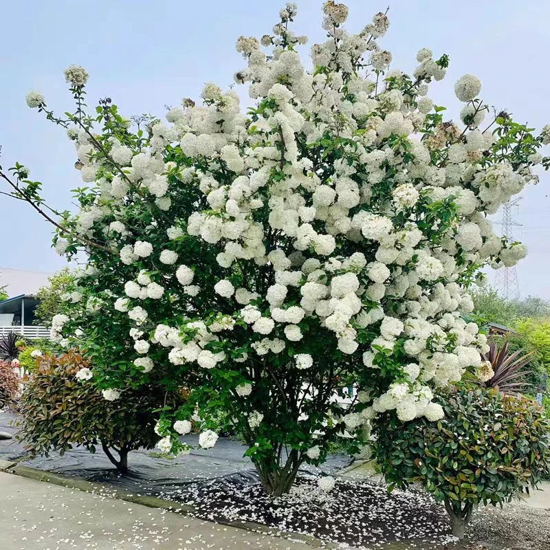 庭院别墅木本绣球花苗中华斗绣球树苗盆栽地栽植物楼顶阳四季开花