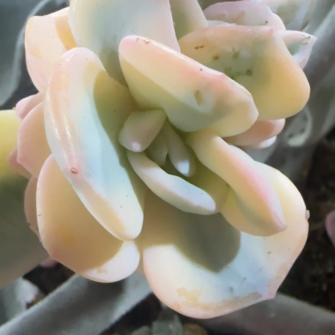 雪特锦 多肉植物锦