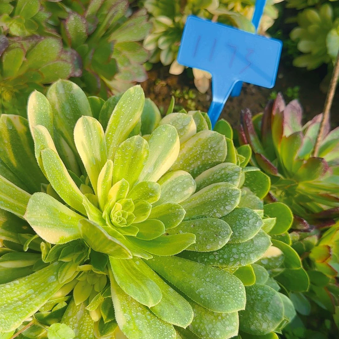 1173五彩琉璃多肉哦哦哦