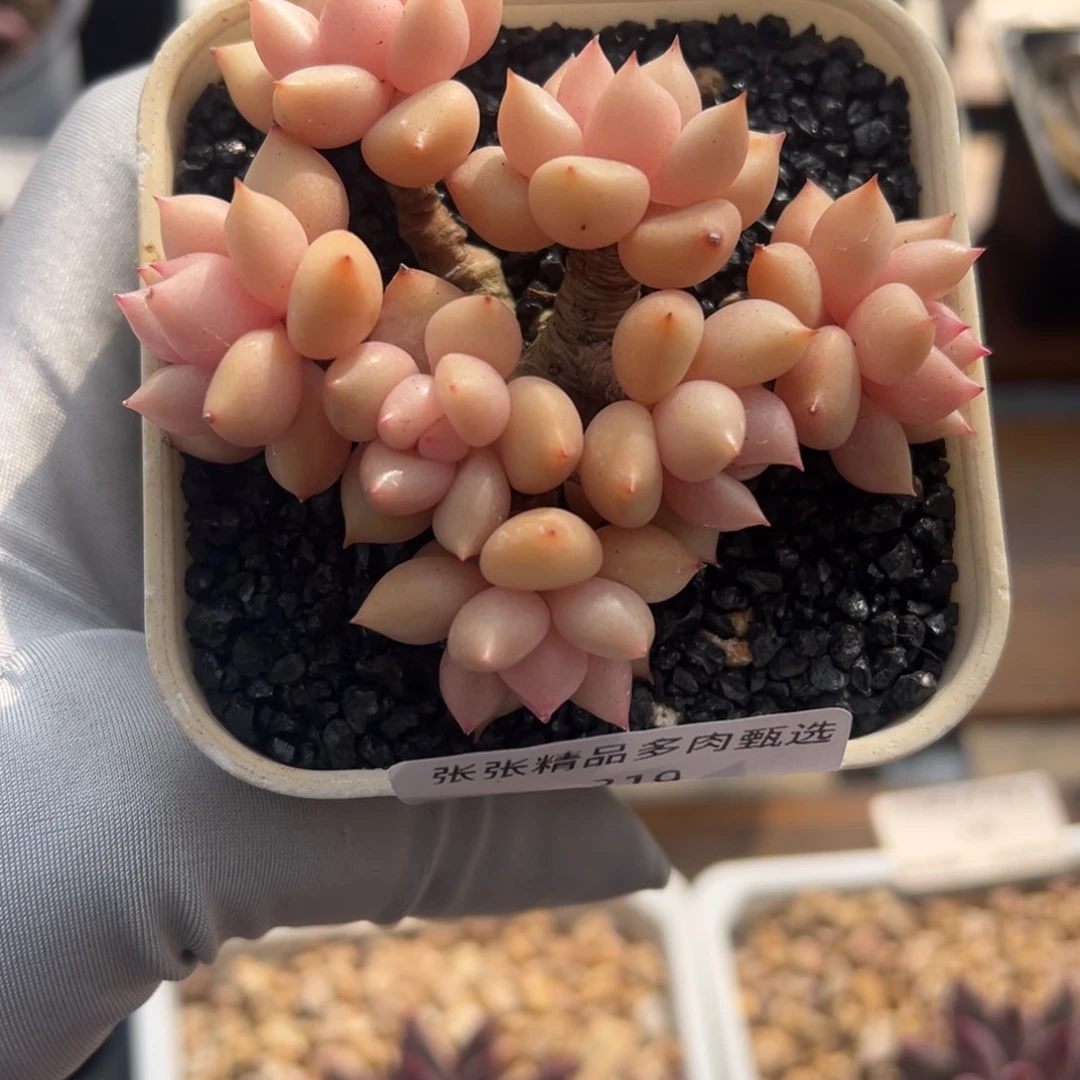 张张精品多肉甄选319