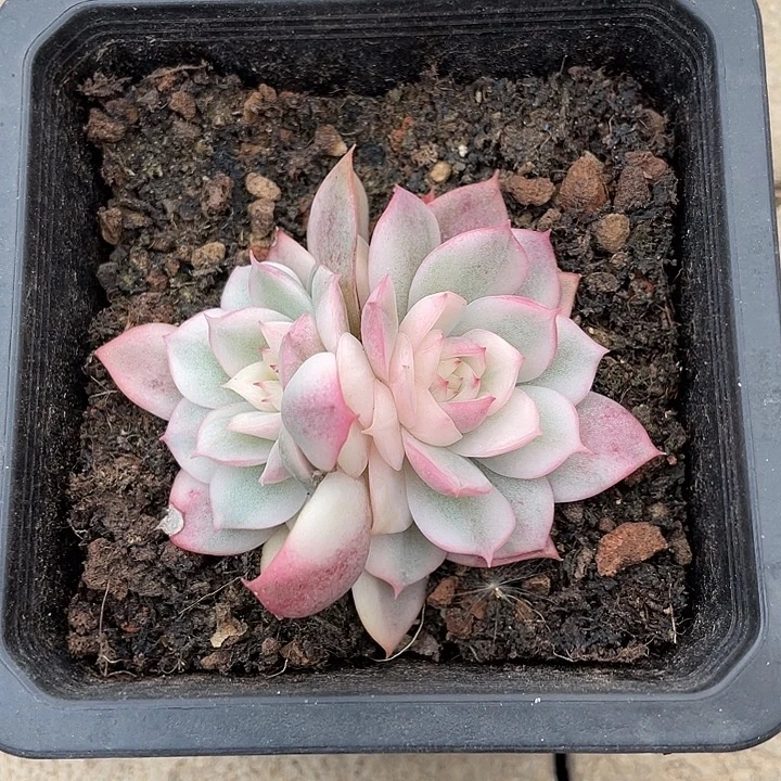 粉水晶锦一物一拍