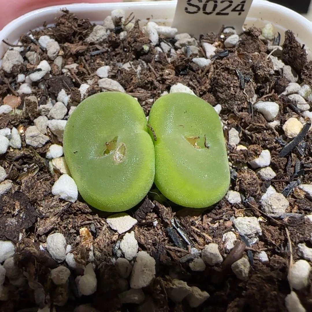 奶*肉锥多肉植物百科26-有疤1021