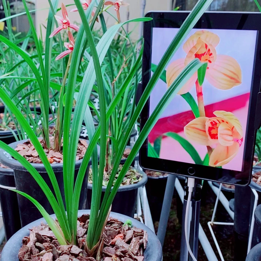 当前无花栽培后可以开花