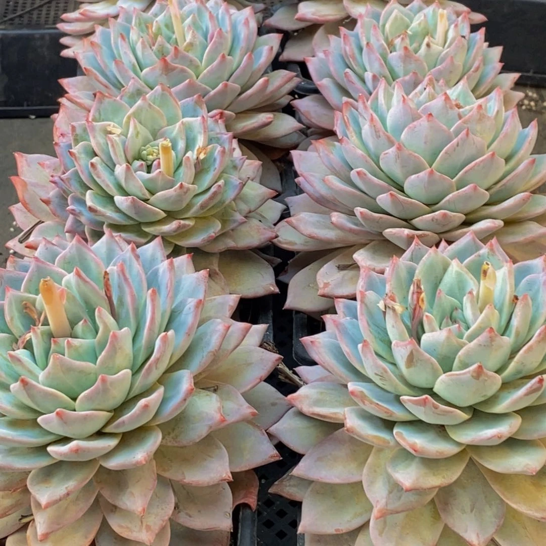 137点人气爆棚的时候我也是很喜欢的