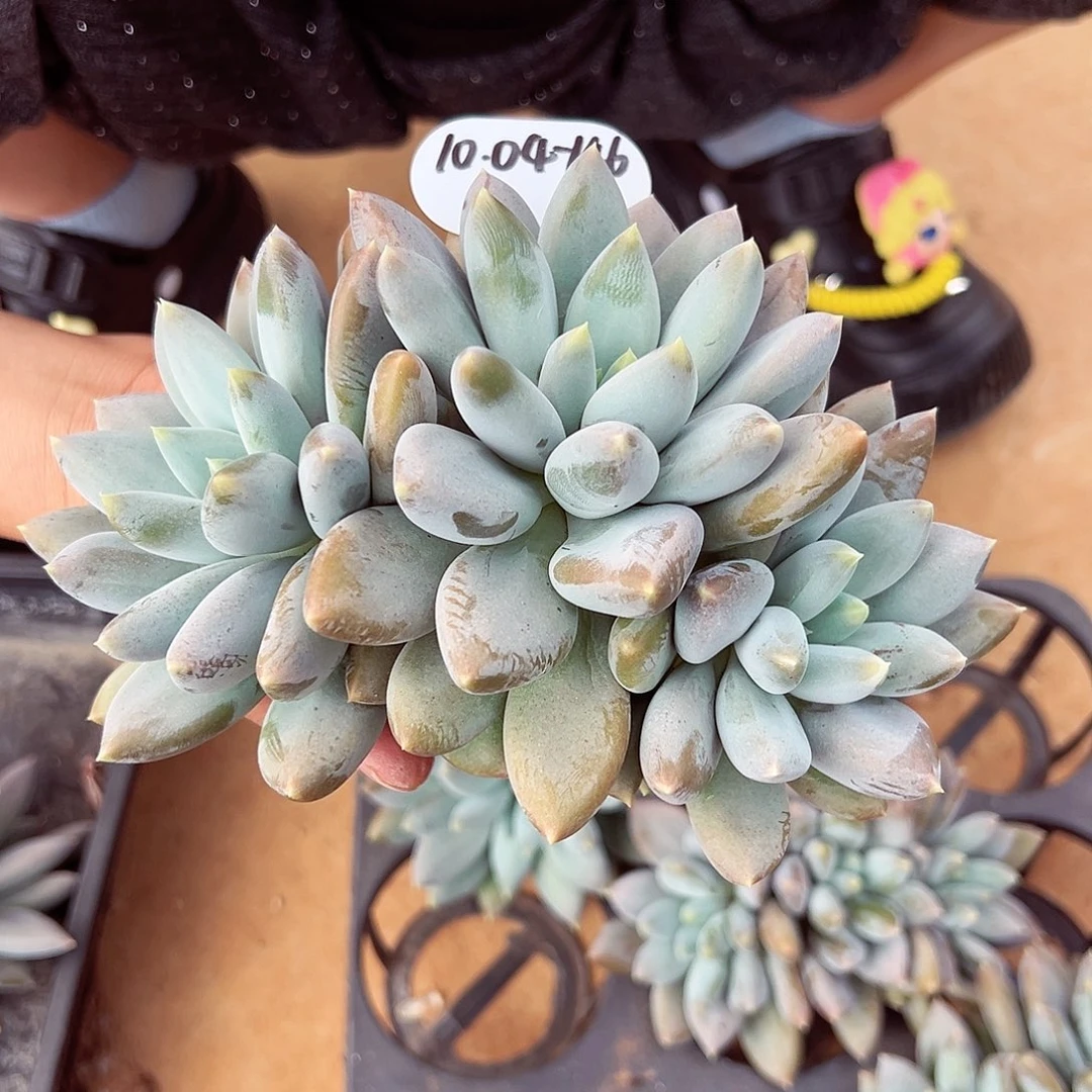 1004-146黄胖体哥特