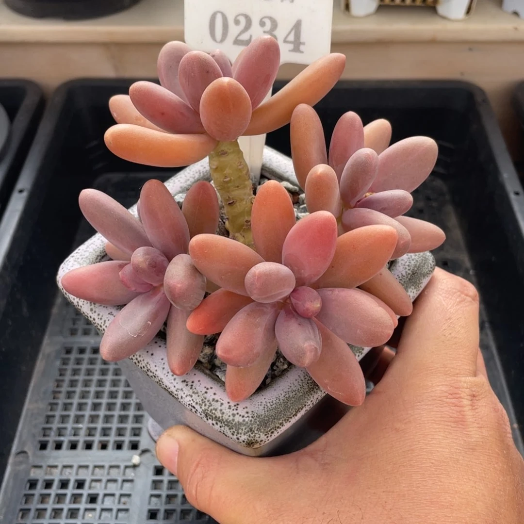 0234糖果美人不带盆12厘米