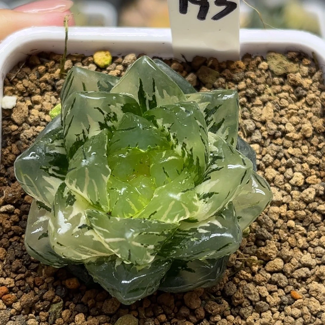 193巨大化龙鳞玉露锦福利专场