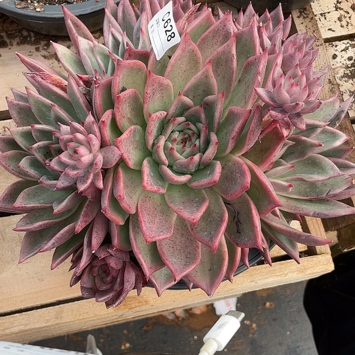 若如东云单拍C628