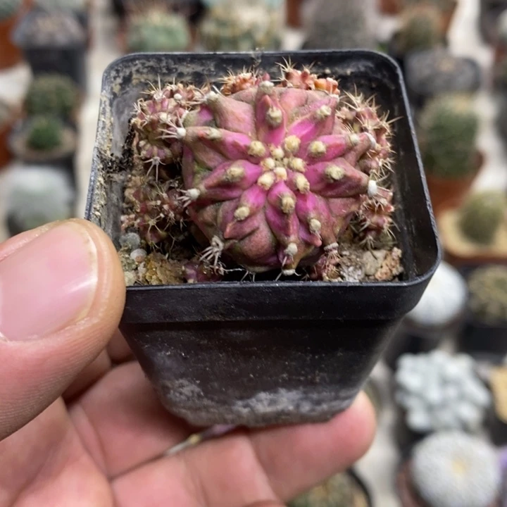 海神牡丹特价福利