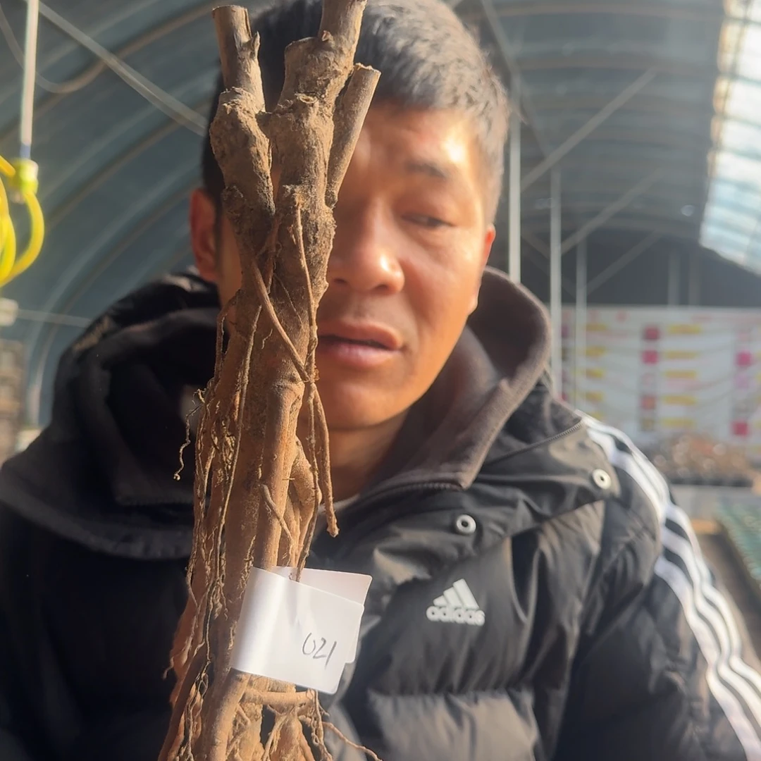 岛锦平茬苗021。