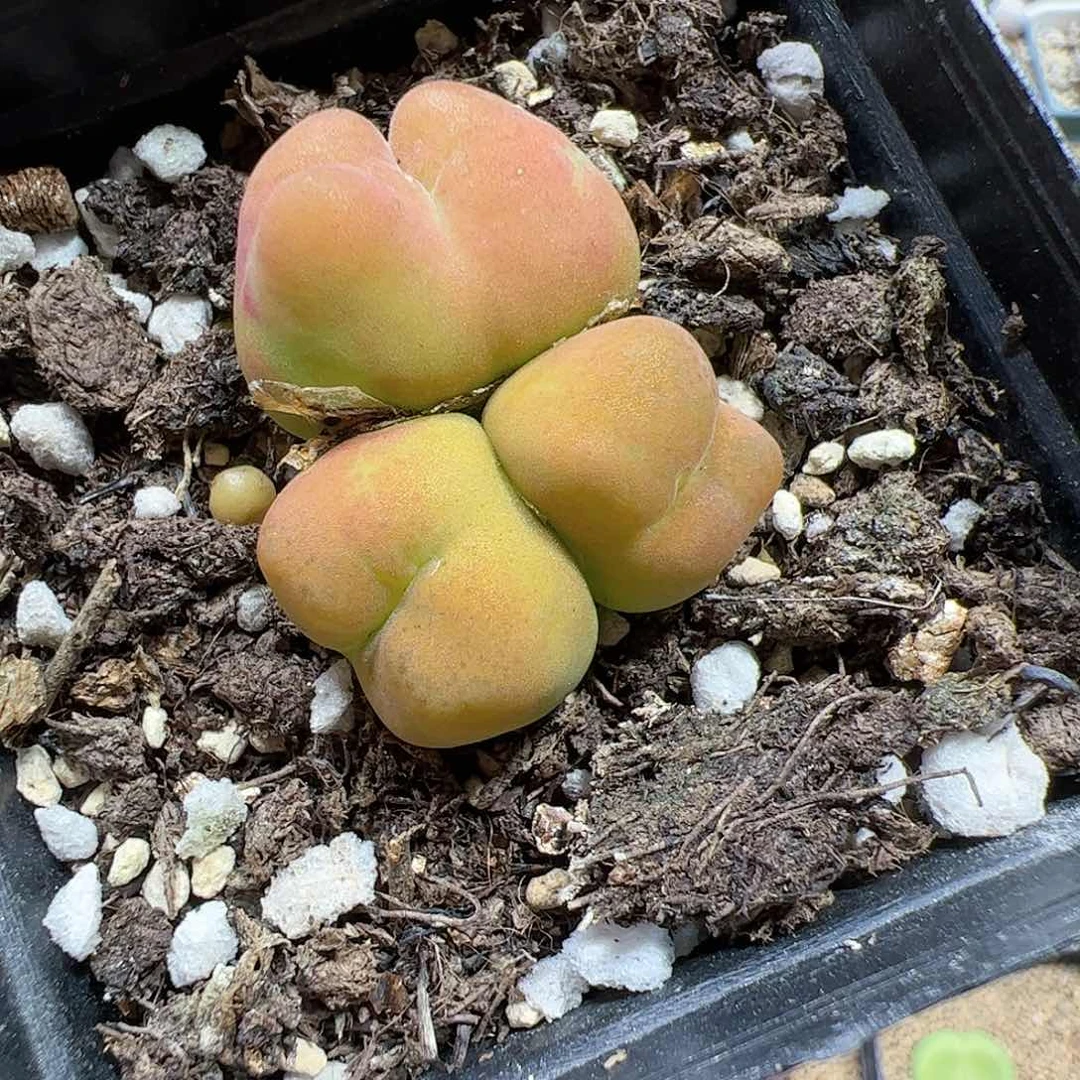 【闪购商品】18 黄桃
