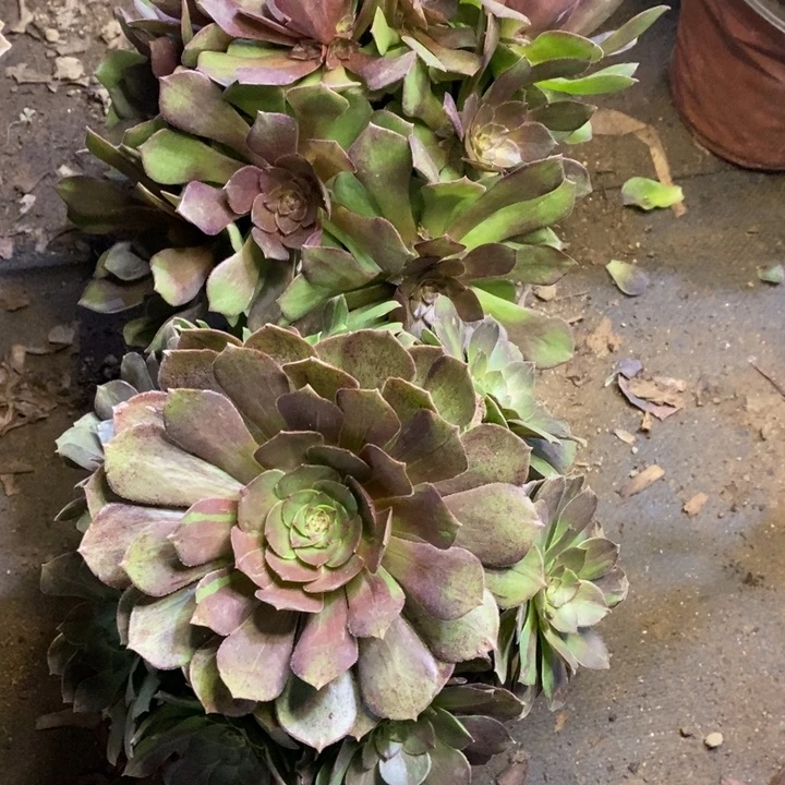 两盆多肉断头不包0155