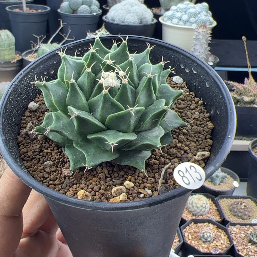 帝冠实生6.3一物一拍813