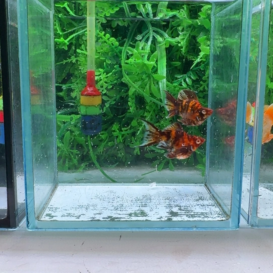黑玛丽鱼941号红虎1对