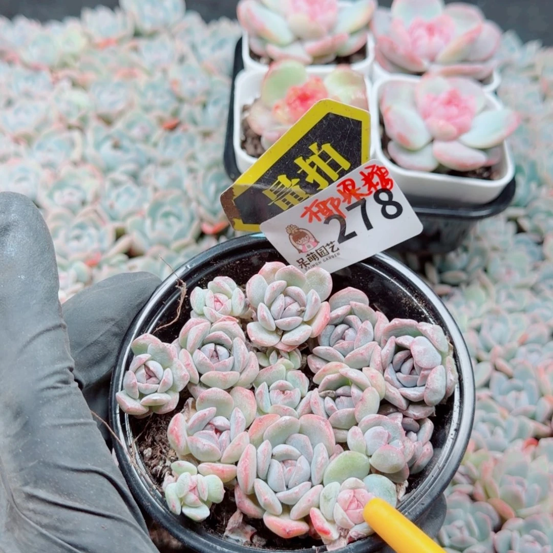 多肉植物多肉植物