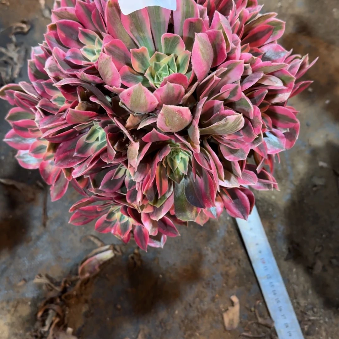 风***言粉女妖一物一拍166