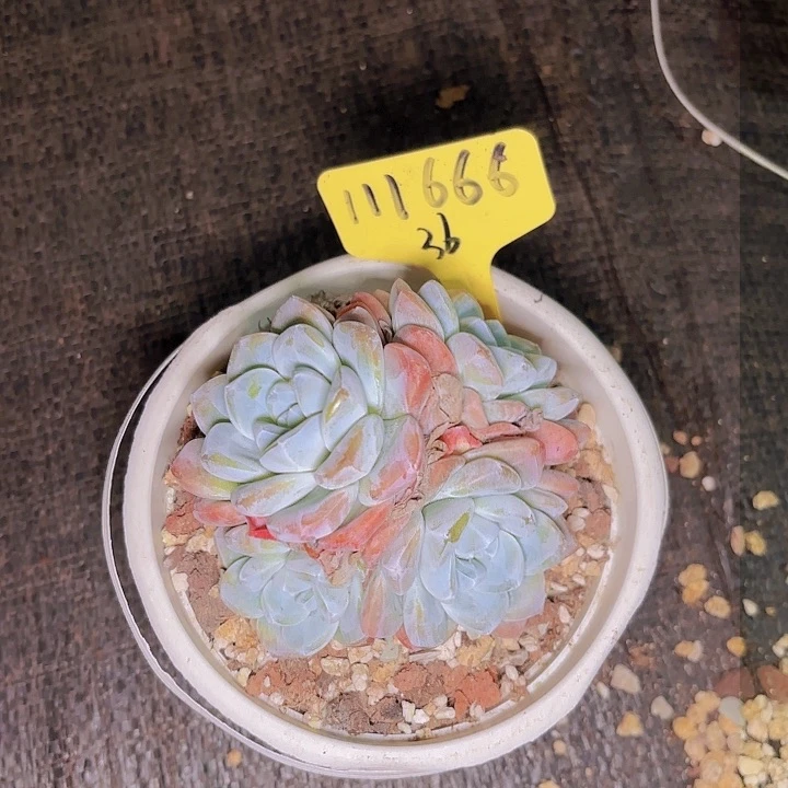 重**始冰玉一物一拍111666