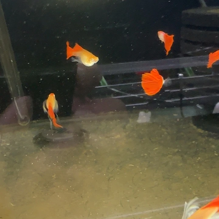 云***海水艾尔银红尾绣球清缸6对