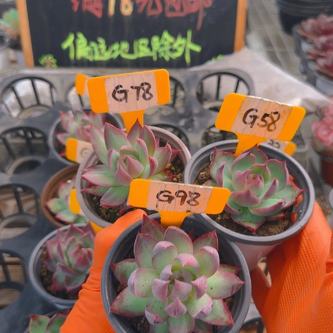 美*?G78-98-58 惊鸿单头多肉