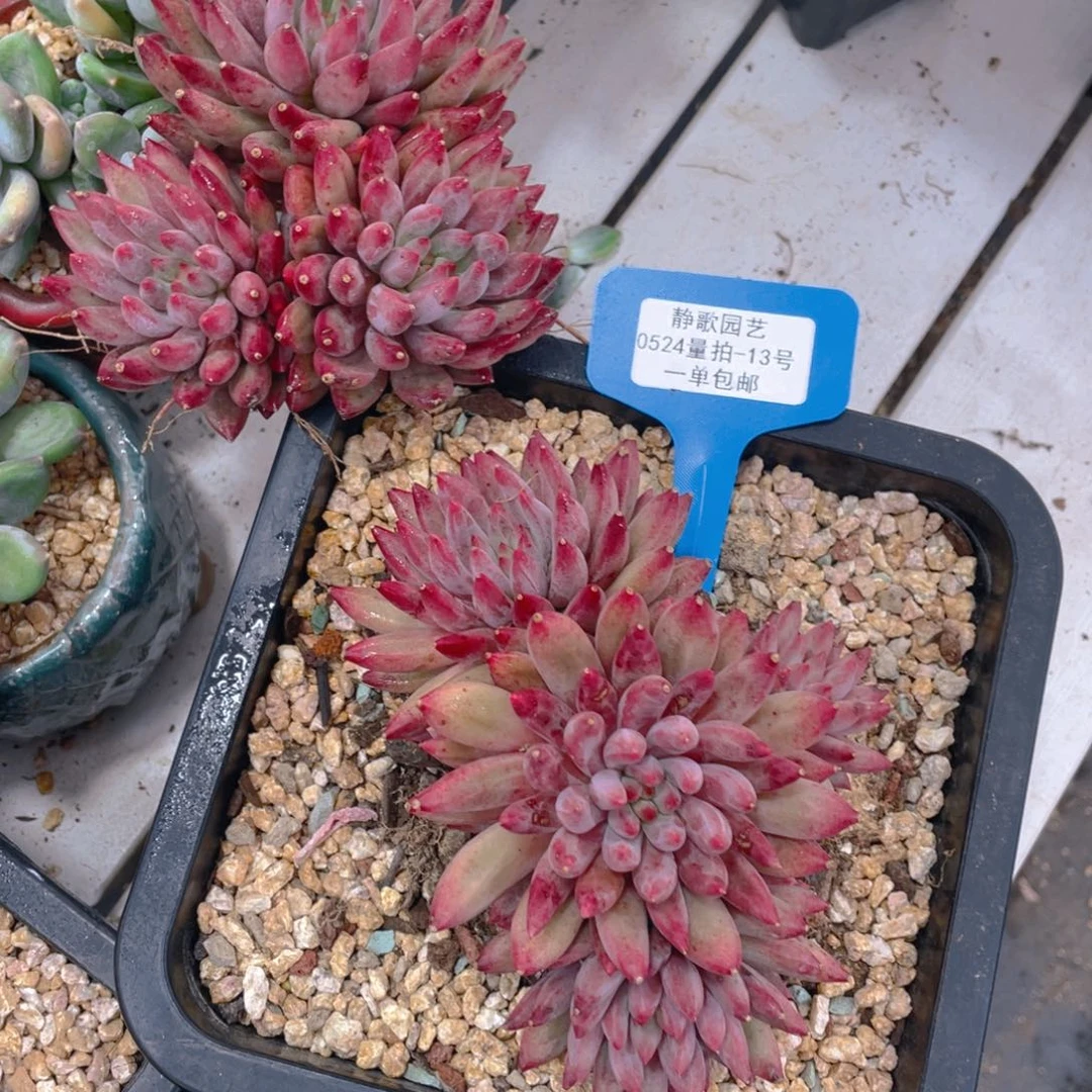 0524-13-虞美人羽毛体群生一颗