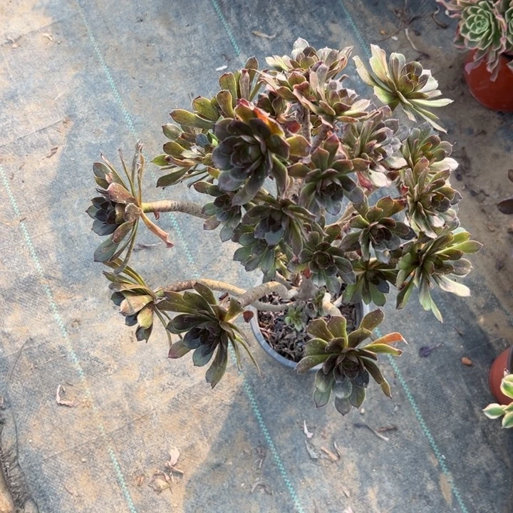 灰法师多肉多肉多肉36