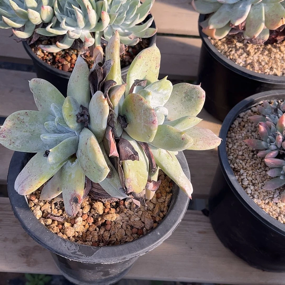 小鹿多肉一物一拍