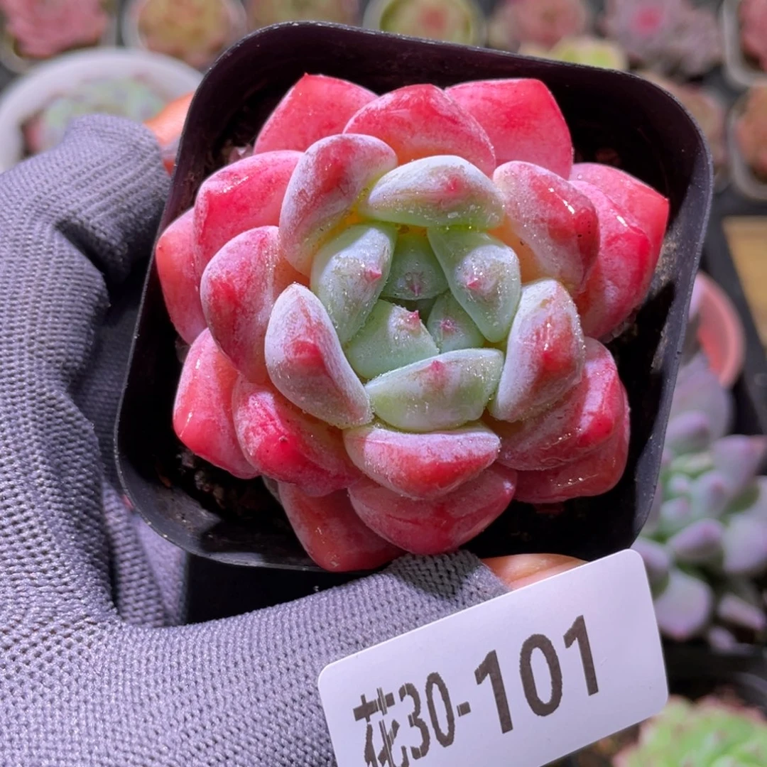 花利美30-101冰糖