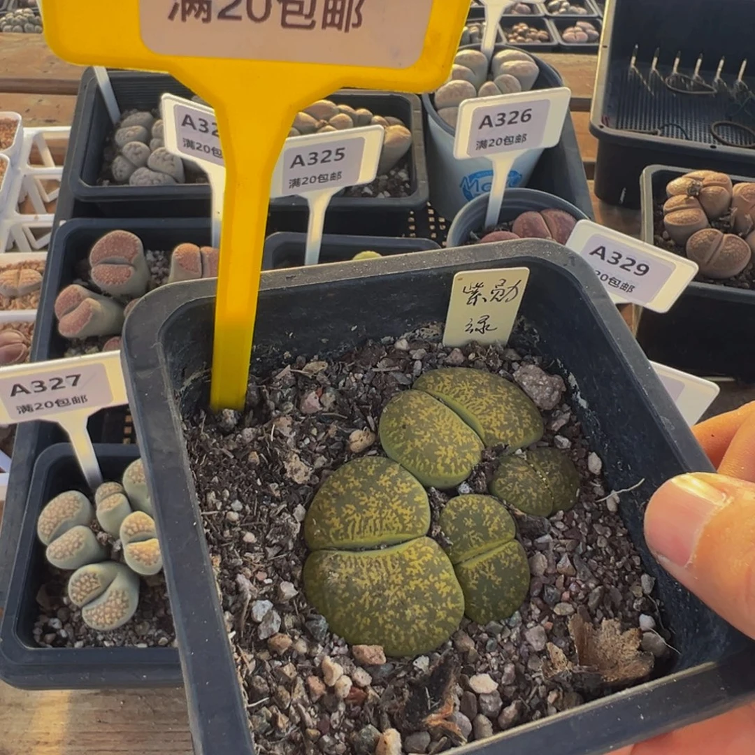 196生石花是什么品种