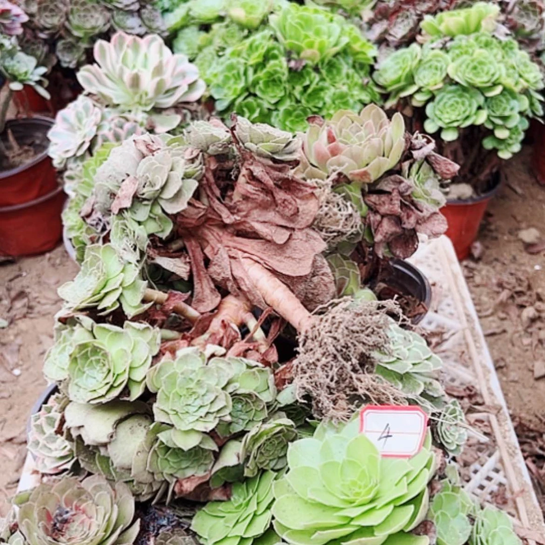 【闪购商品】无花朵梅**裙4号套餐10颗多肉植物