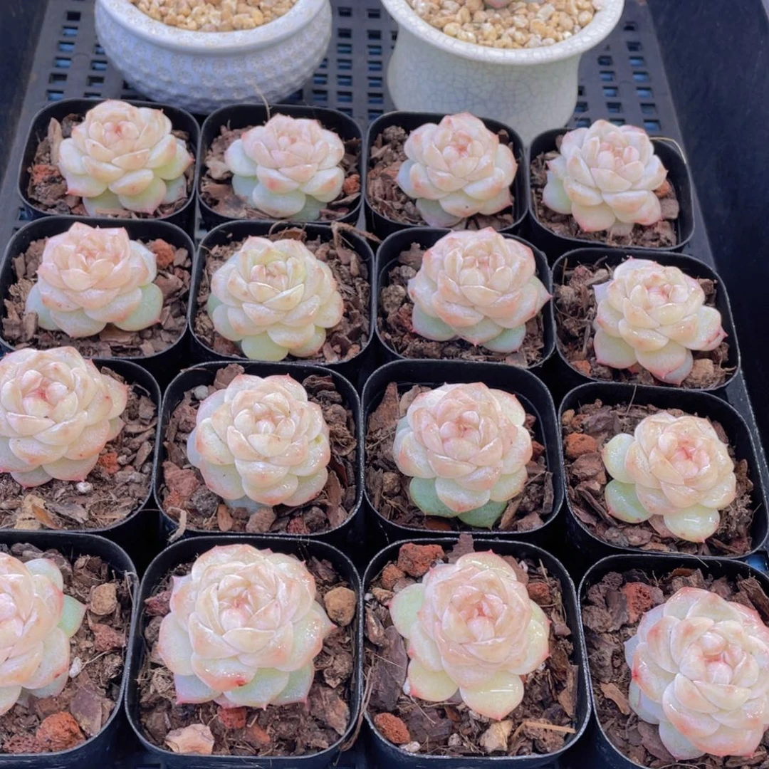 量拍54号优选水晶粉钻单头一个