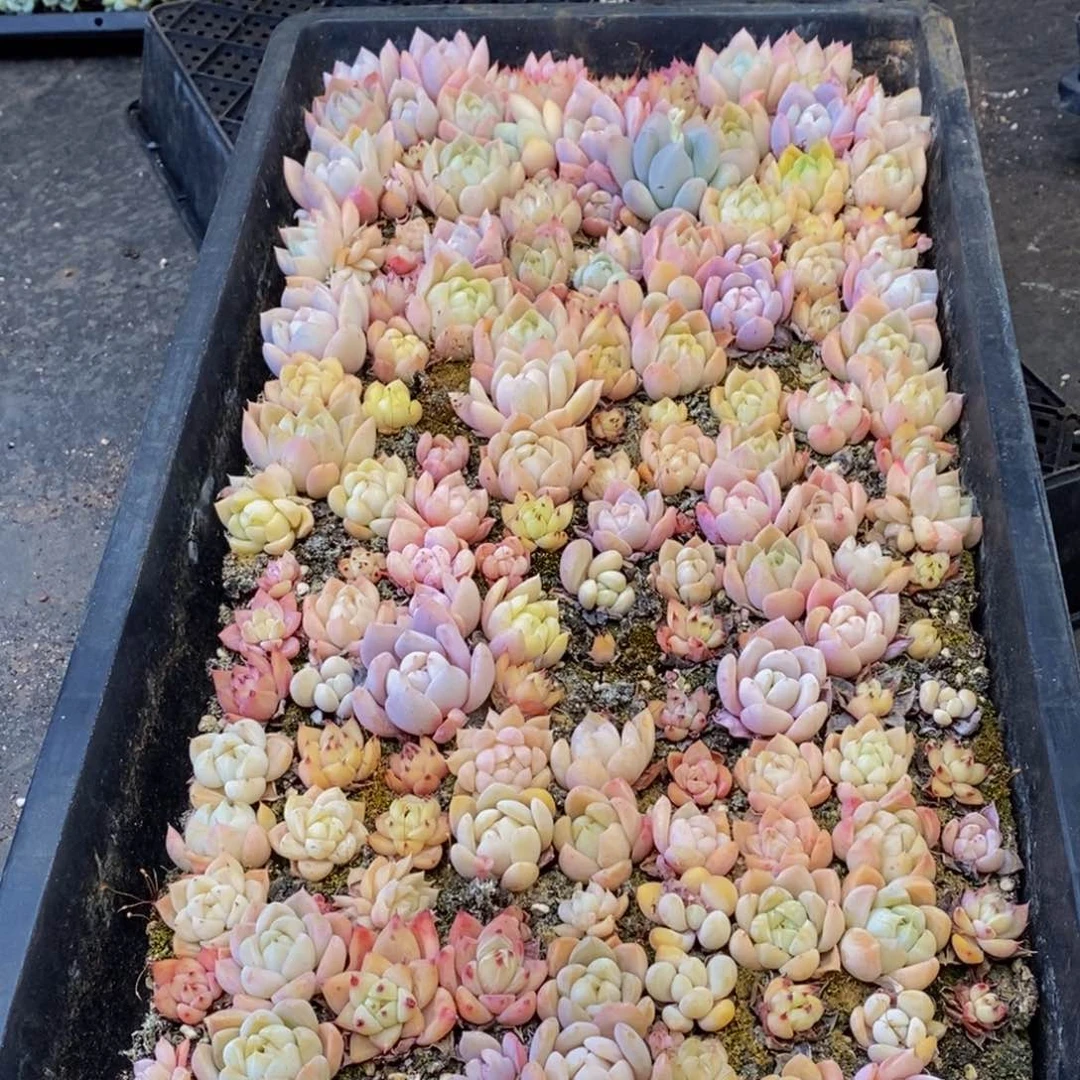 152多肉植物保护研究所所长助理研究员
