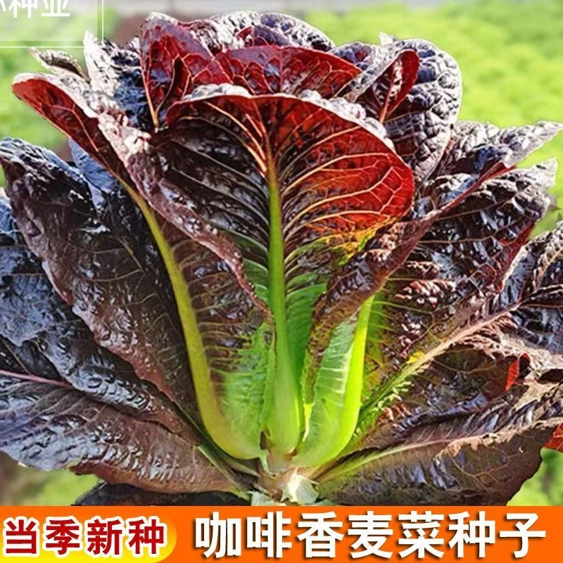 咖啡香麦菜种子四季蔬菜种子孔雀菜生菜种子易种菜籽子蔬菜大全