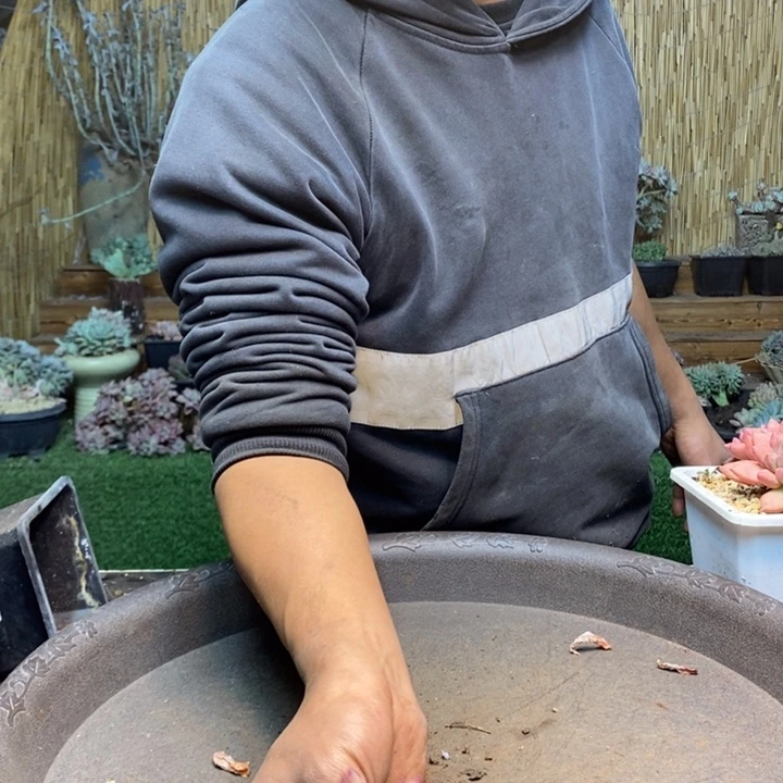 念****956 号米其林多肉植物