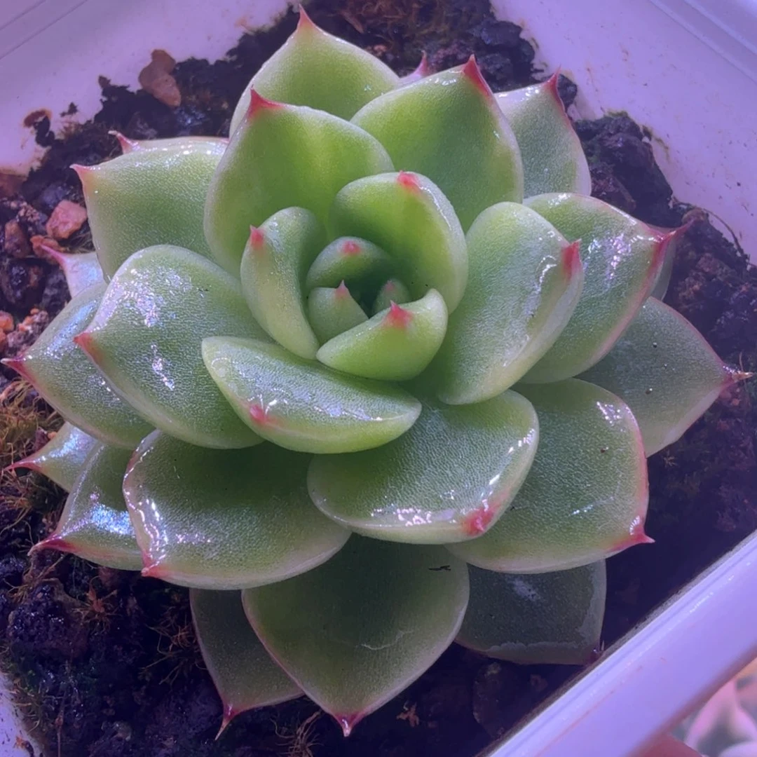 白锦 月亮石拉丝锦