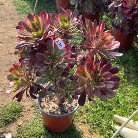 6-70丽娜朵朵多肉植物