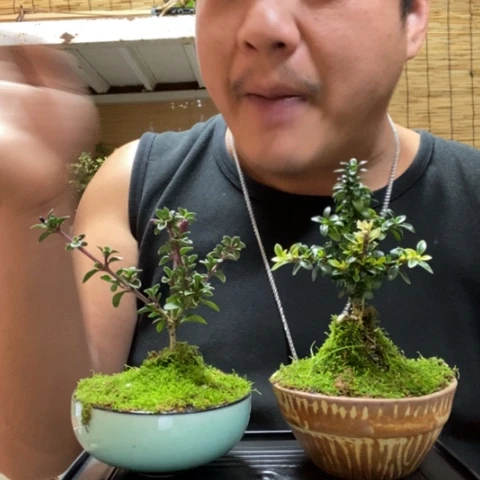 红陶理***想一物一拍所见即所得219