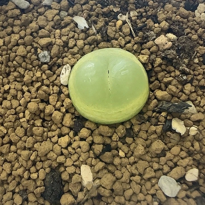 191大窗拉登带盆土发货