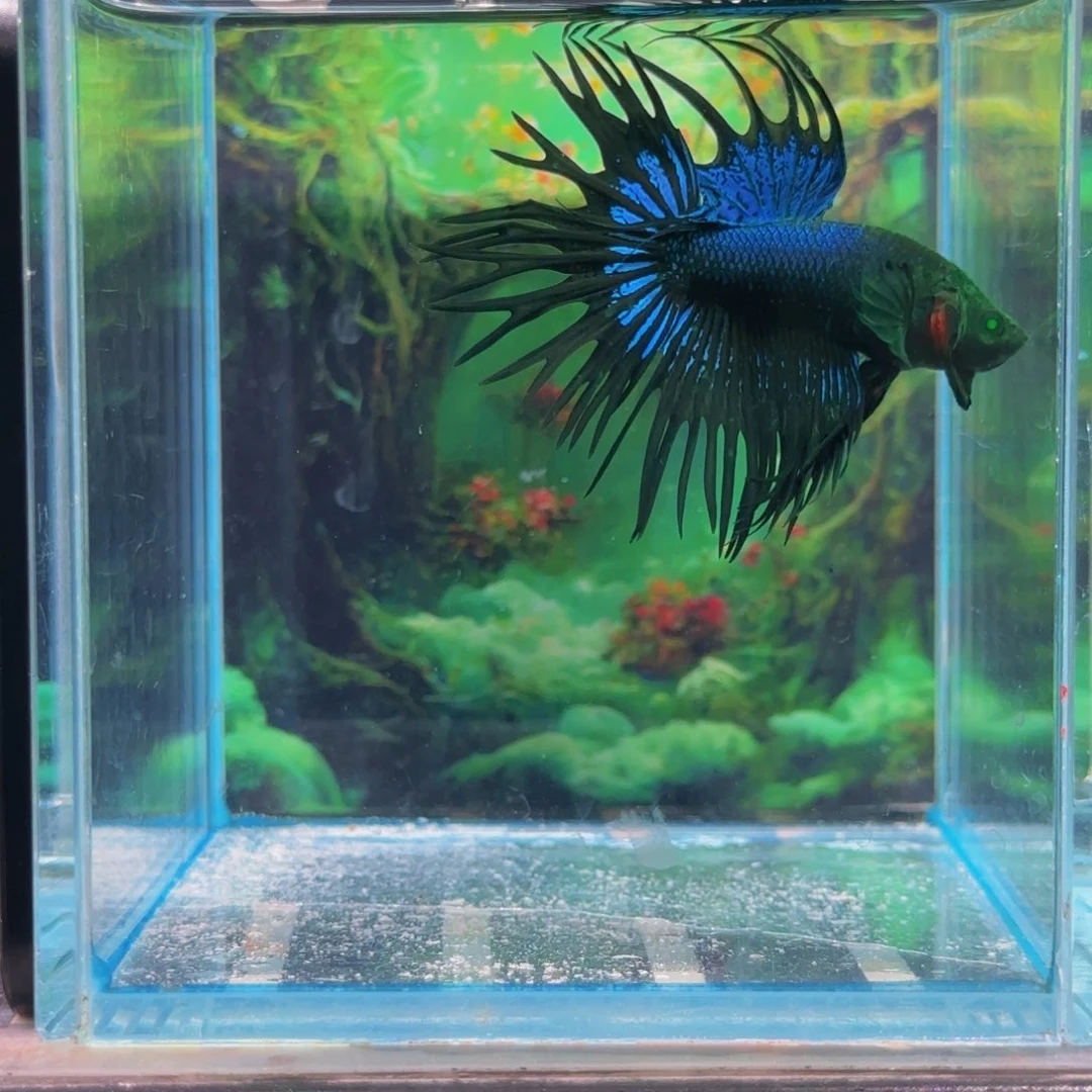 斗鱼我们也会成为朋友。所有朋友