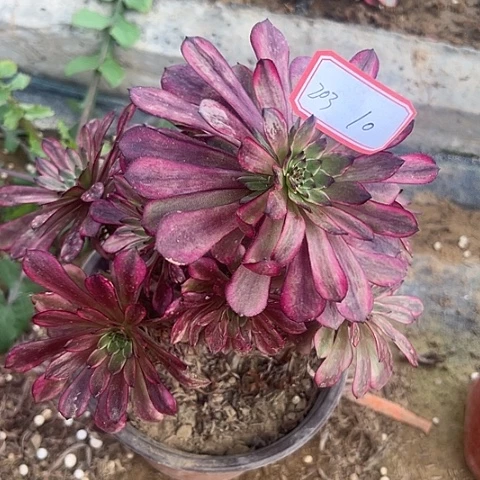 多肉植物美姬203