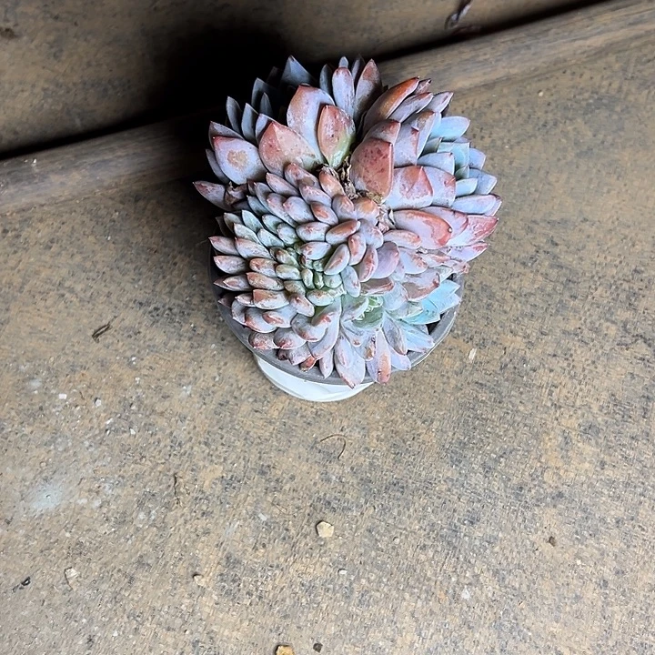 叶插梦露群生缀化多肉