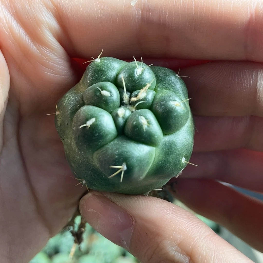 3cm自根翠绿无刺象牙萝卜根