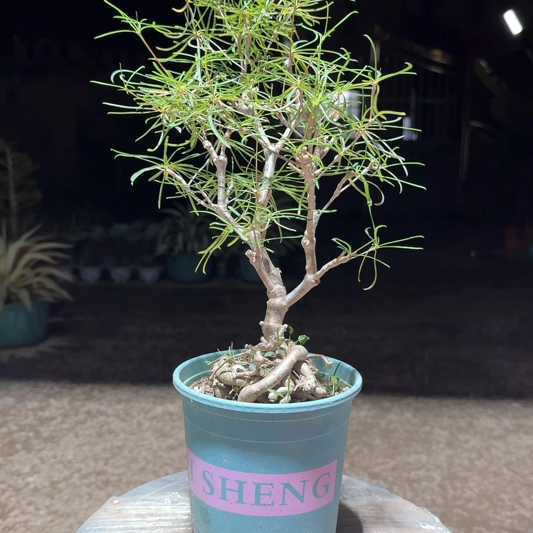 柳叶麒麟块根植物一一