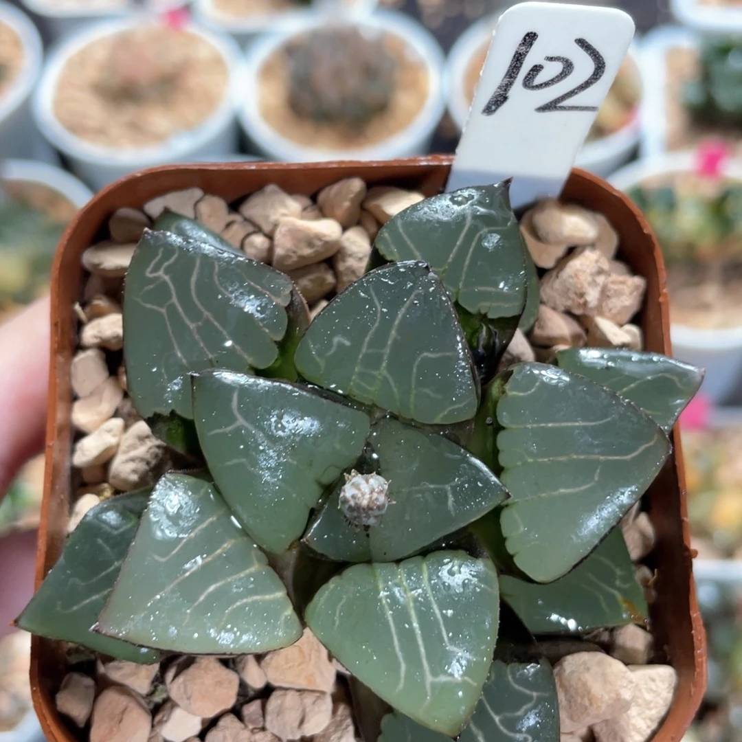 102雅典娜。