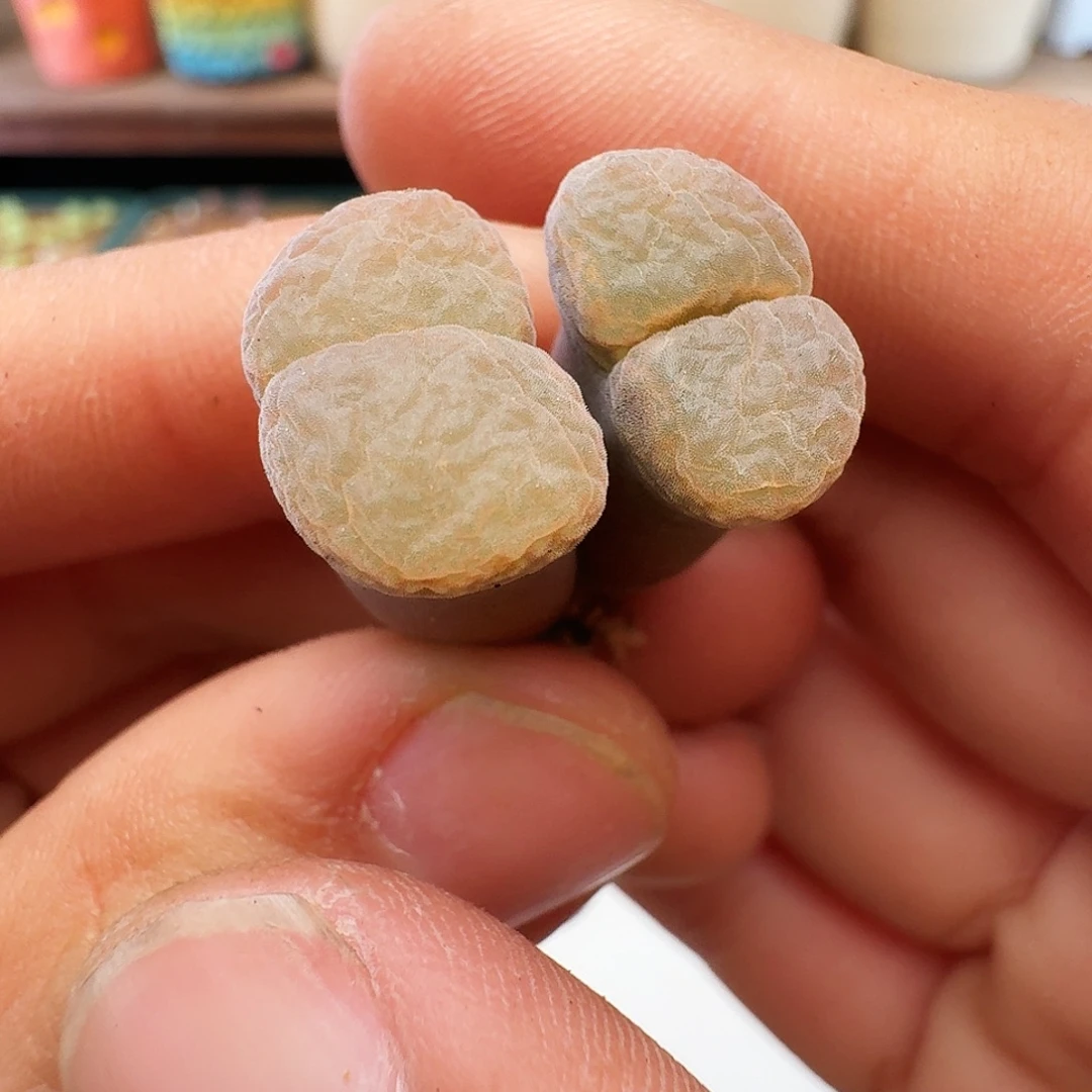 多肉植物福利风铃329