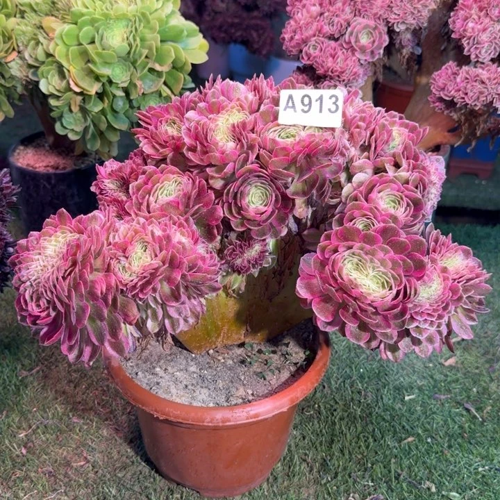 妞*瑞倾城法师锦缀化913