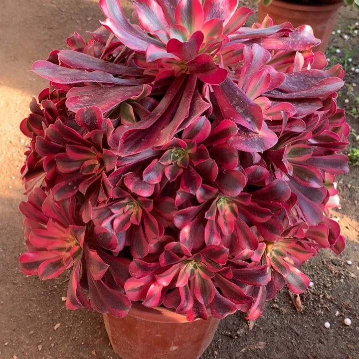 不包损52号凤冠老桩