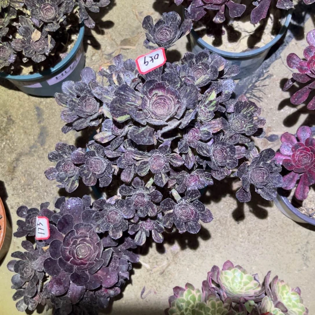 059多肉植物花无缺