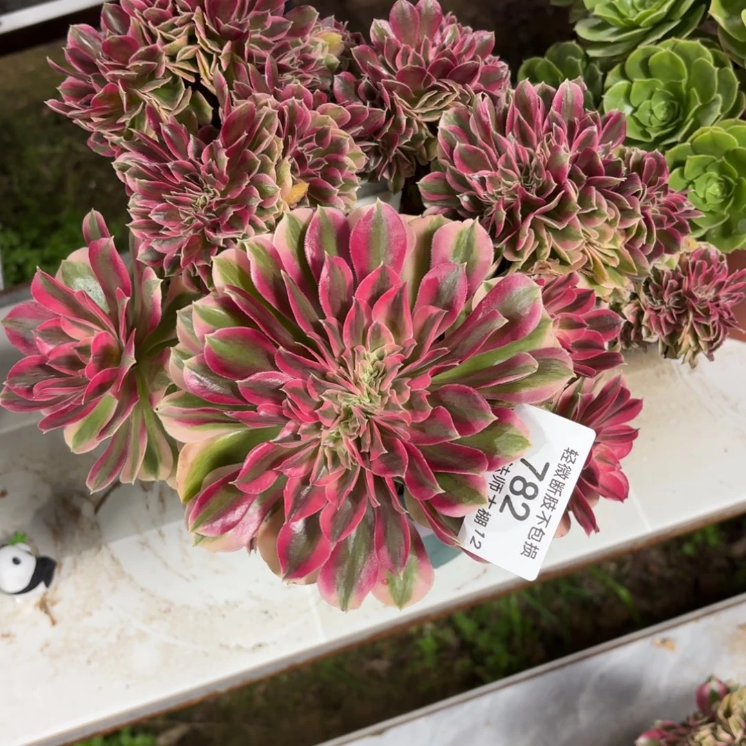 782粉女巫缀化多肉植物