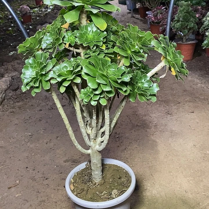 34，绿法师1246789990000