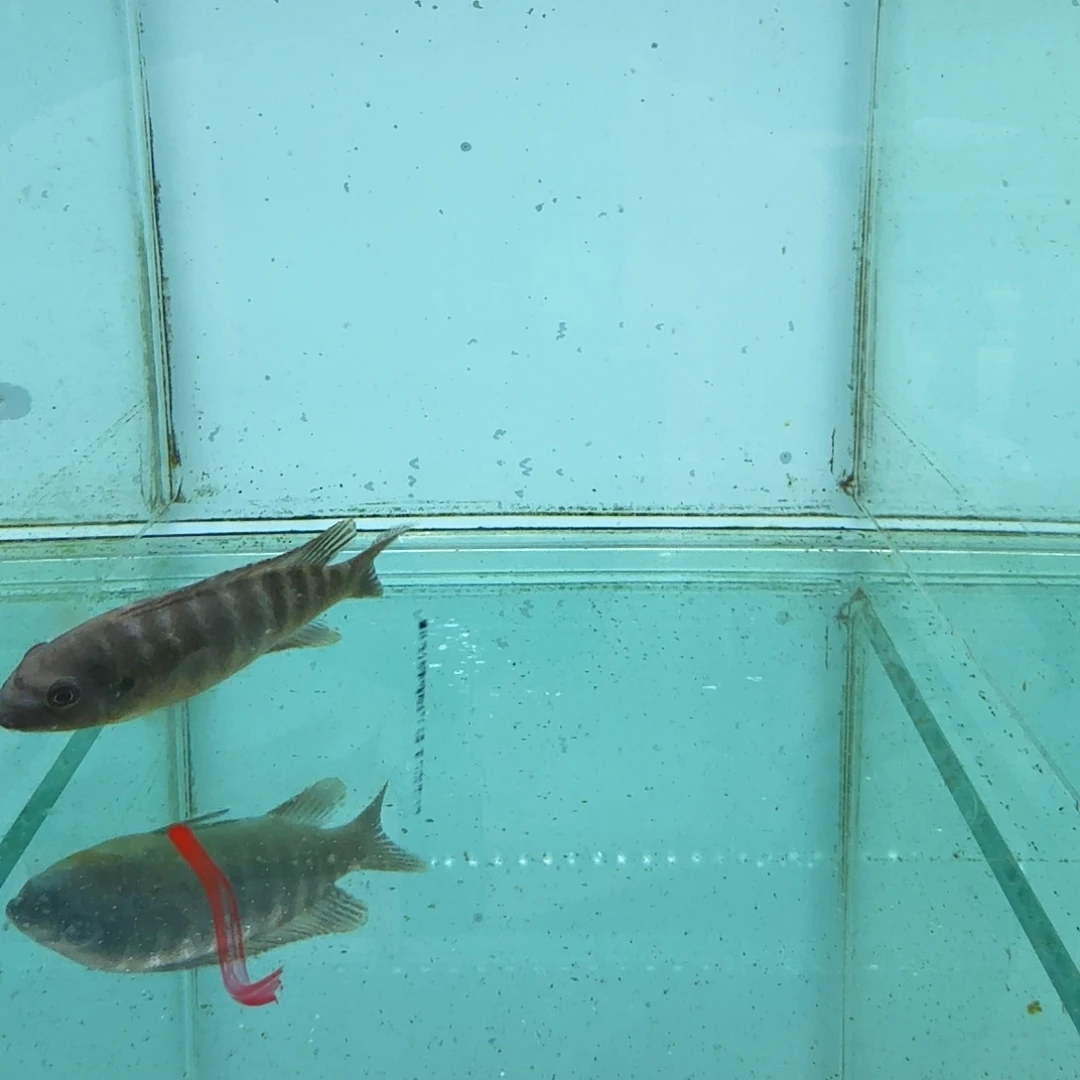 慈鲷1070卡丑。  母。